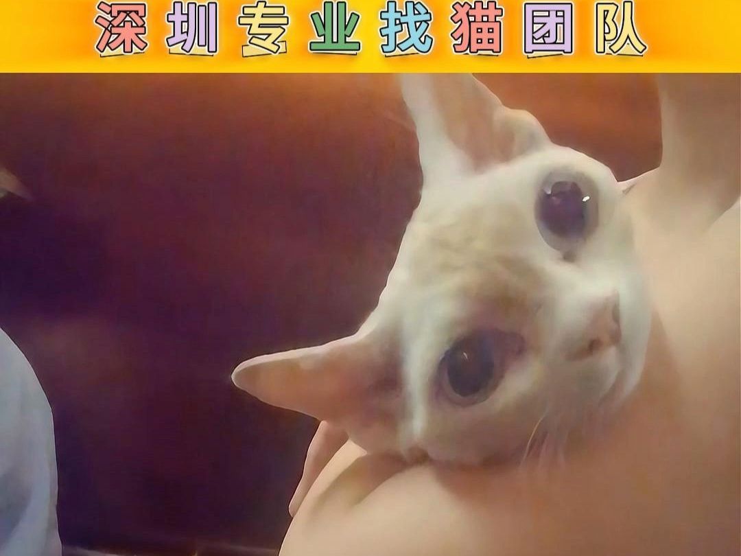 深圳找猫团队 龙华区成功找回猫咪哔哩哔哩bilibili