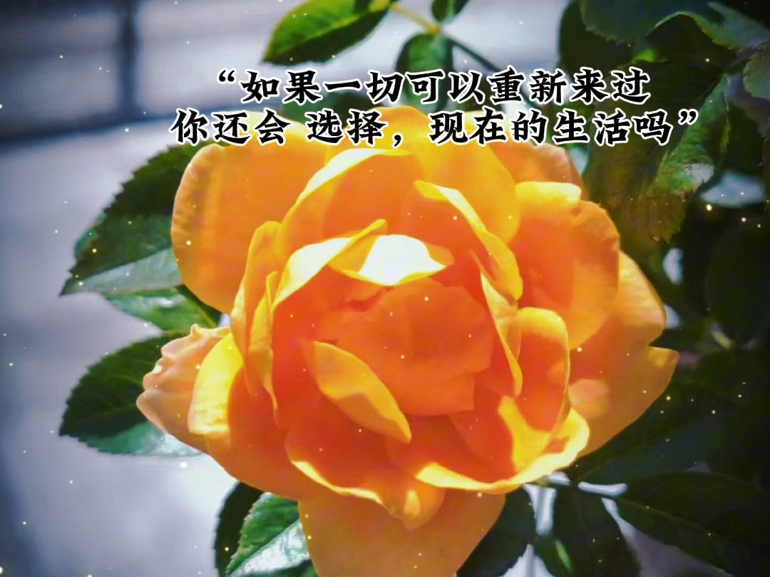 "如果一切可以重新来过 你还会 选择,现在的生活吗"#共鸣#治愈#情感