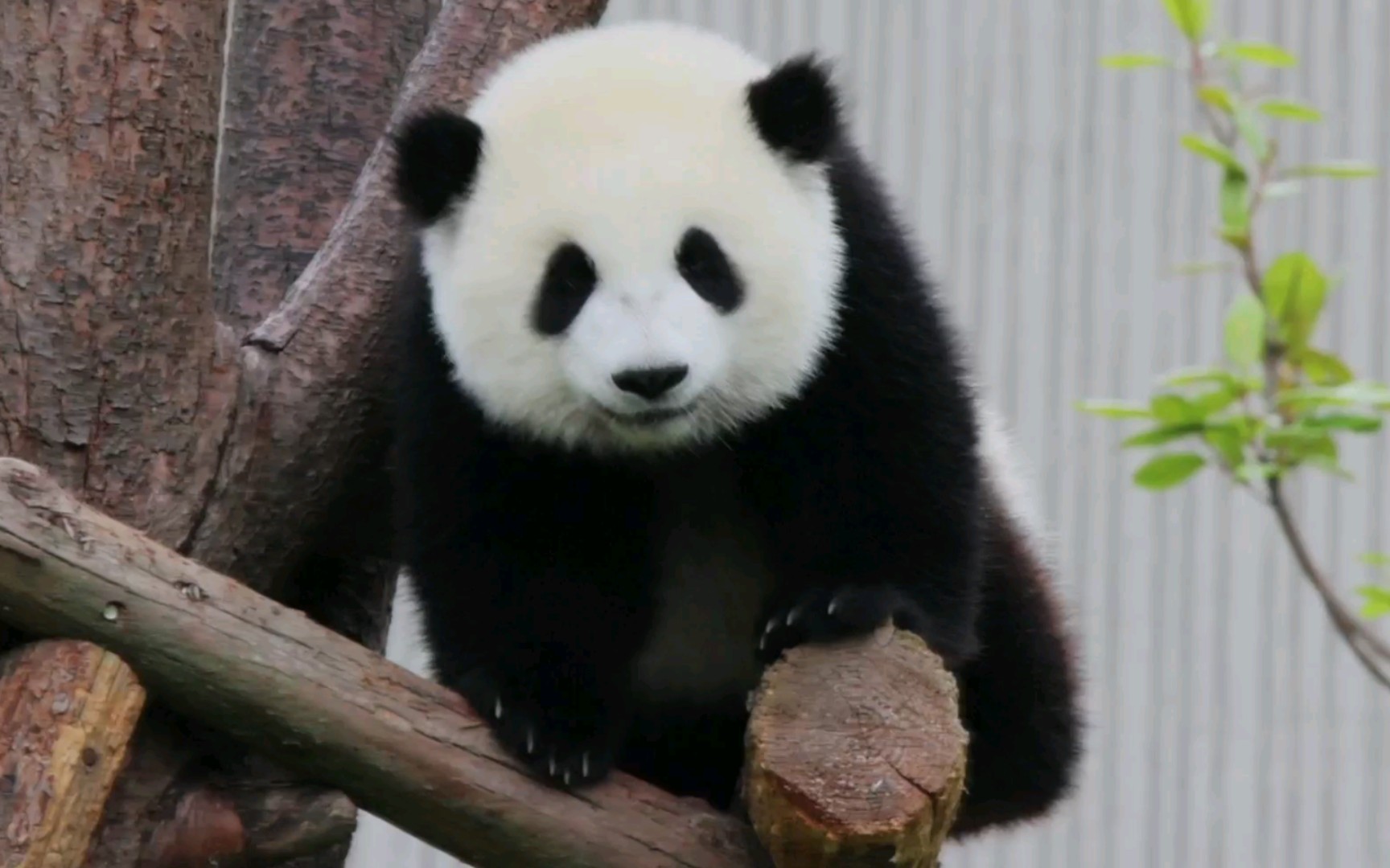 【大熊猫兜兜】行动速度较慢,容易被打包带走