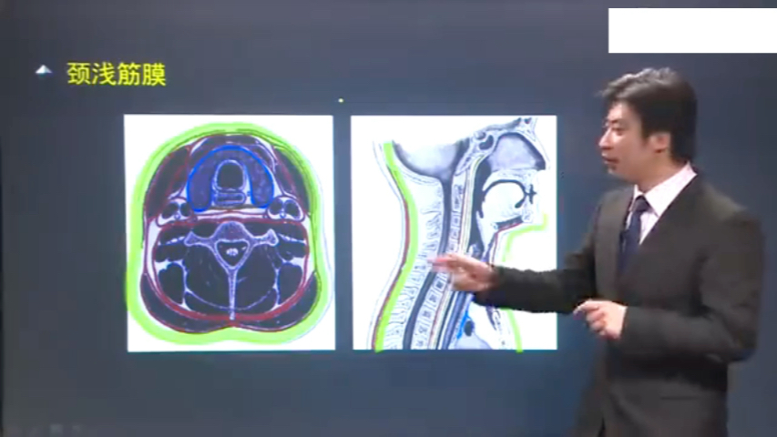 口腔解剖学 0311 颈部局部解剖哔哩哔哩bilibili