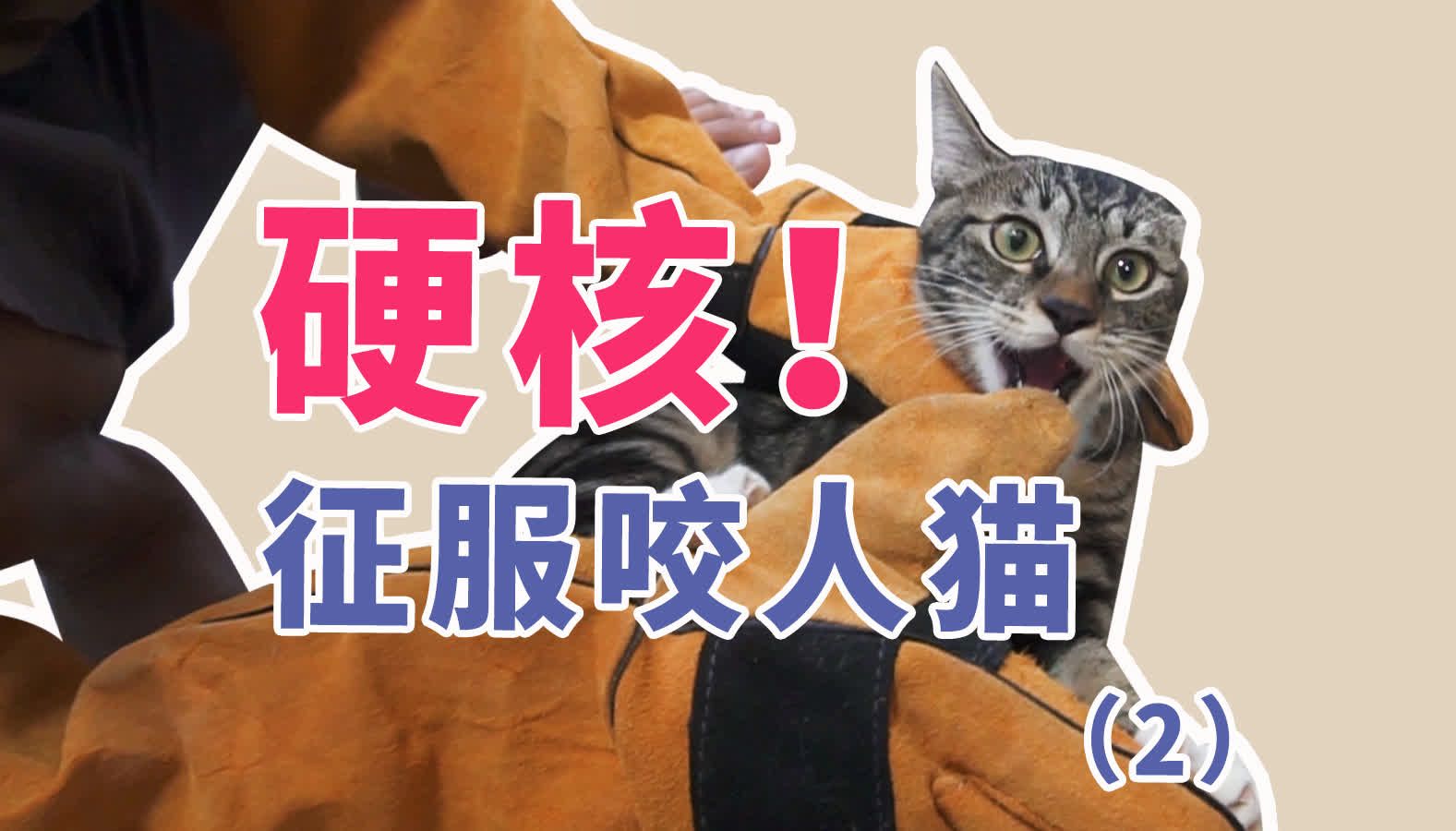 征服咬人猫2梨花猫扑人咬人性格重塑行为矫正哔哩哔哩bilibili