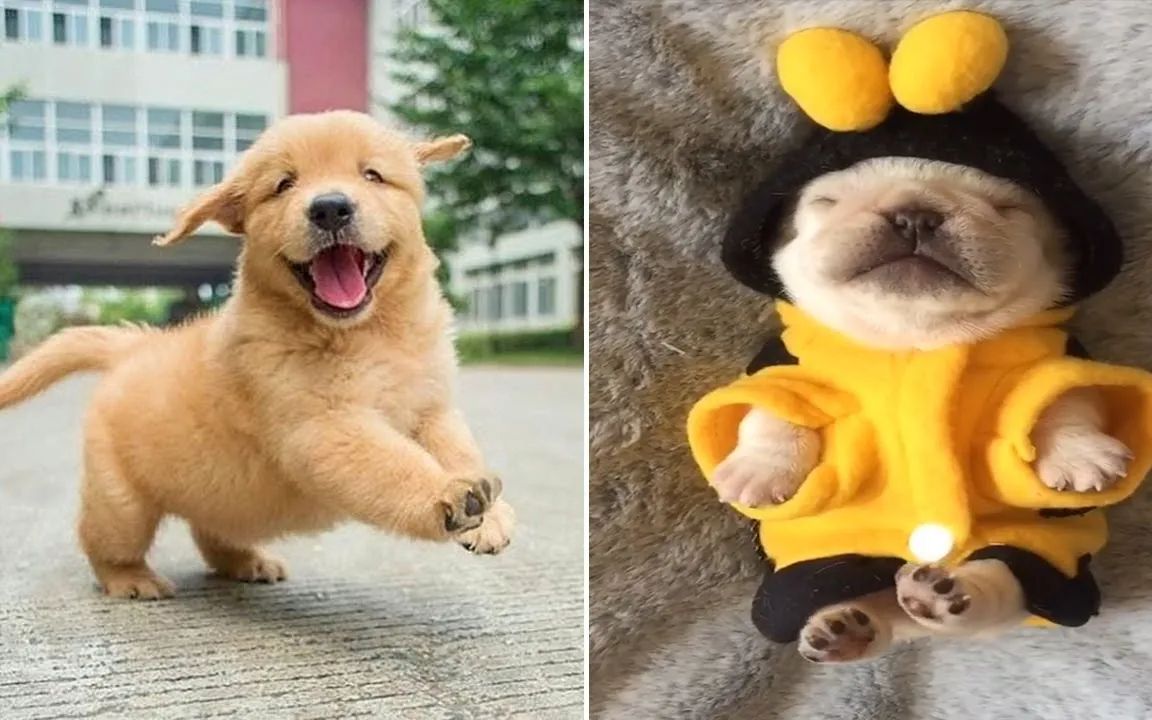最搞笑最可爱的金毛犬小狗#10-搞笑小狗视频2022年