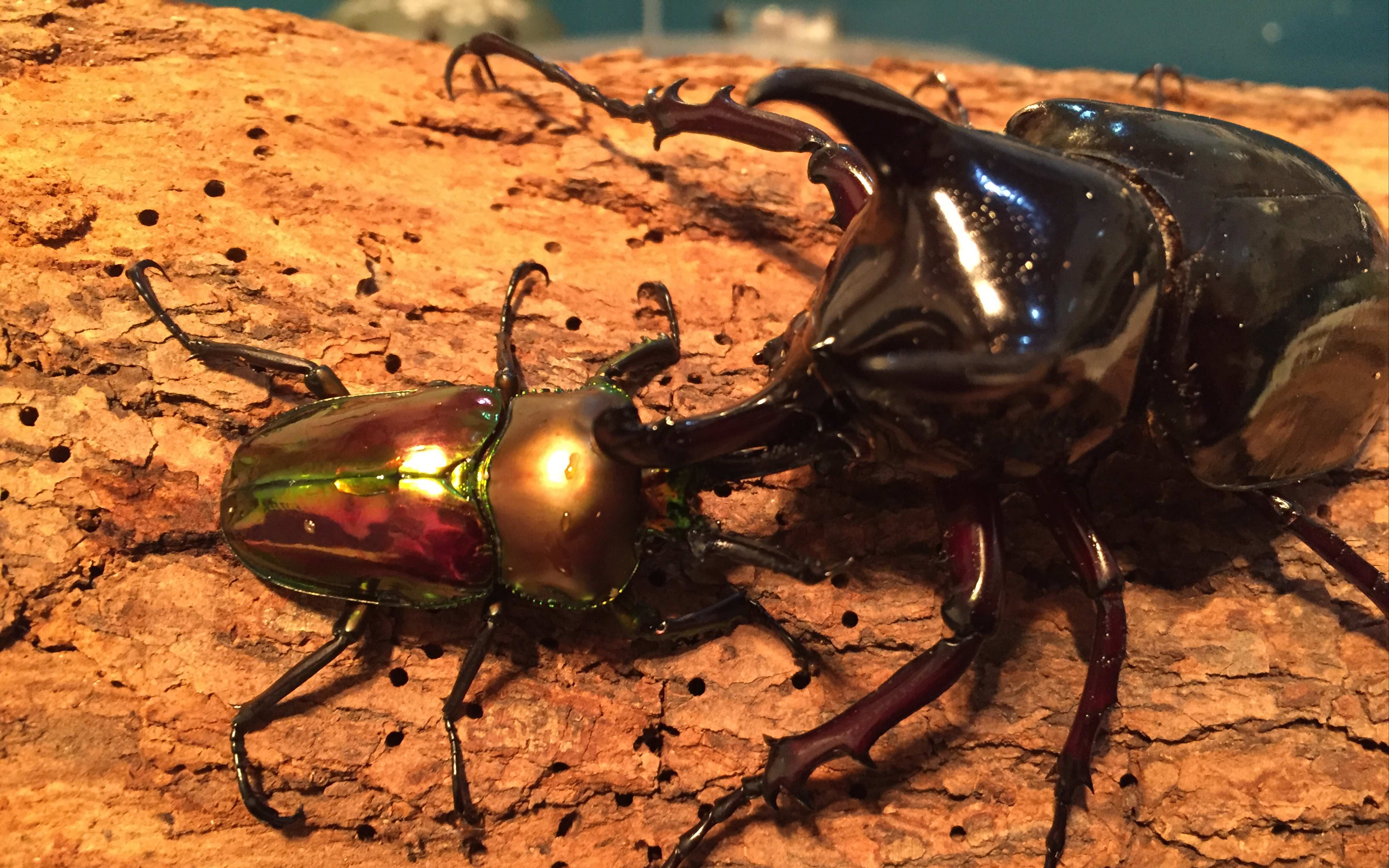 彩虹锹甲对峙南洋大兜