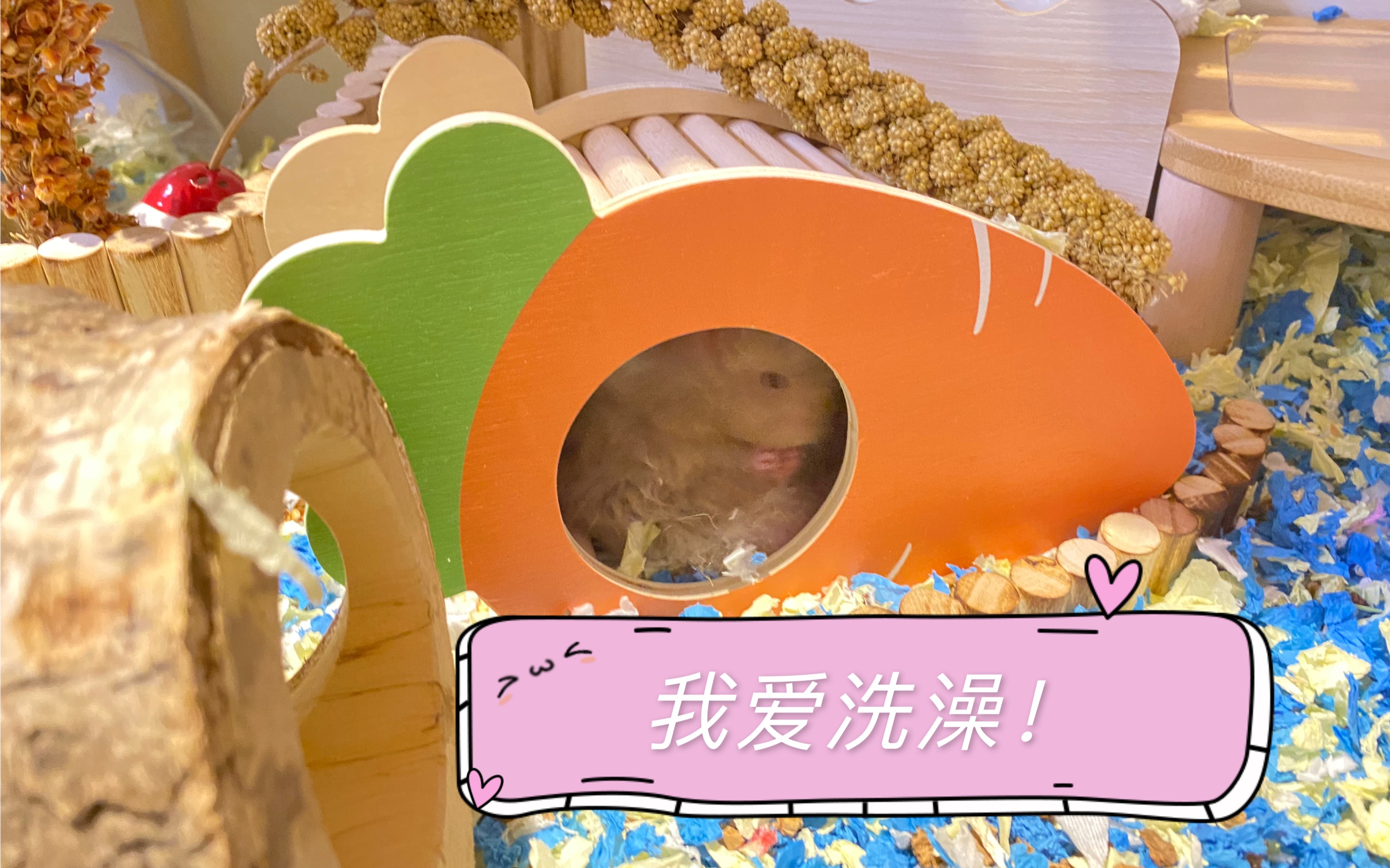 活动作品爱吃脚丫仓鼠洗澡纪实