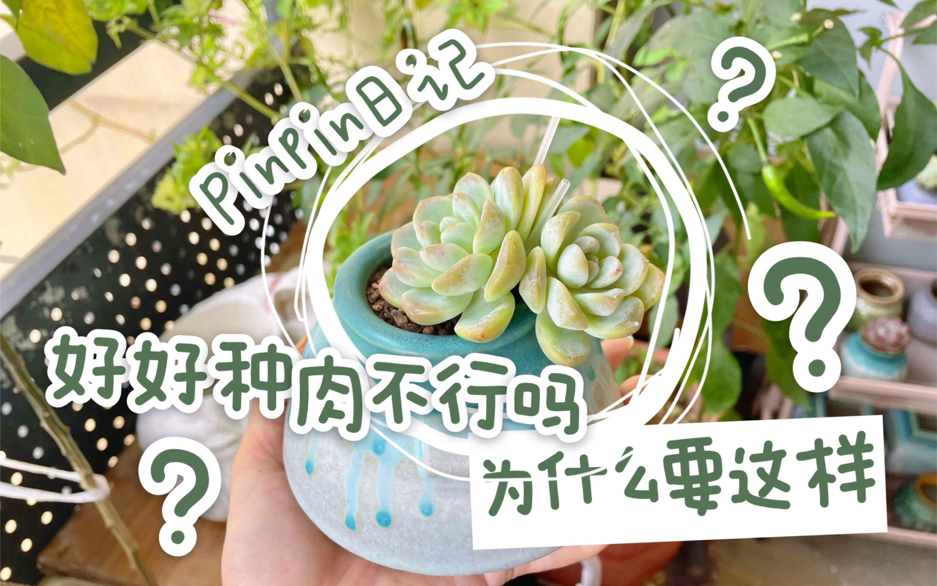 pinpin农业日记,思路打开,多肉植物还能这样种哔哩哔哩bilibili