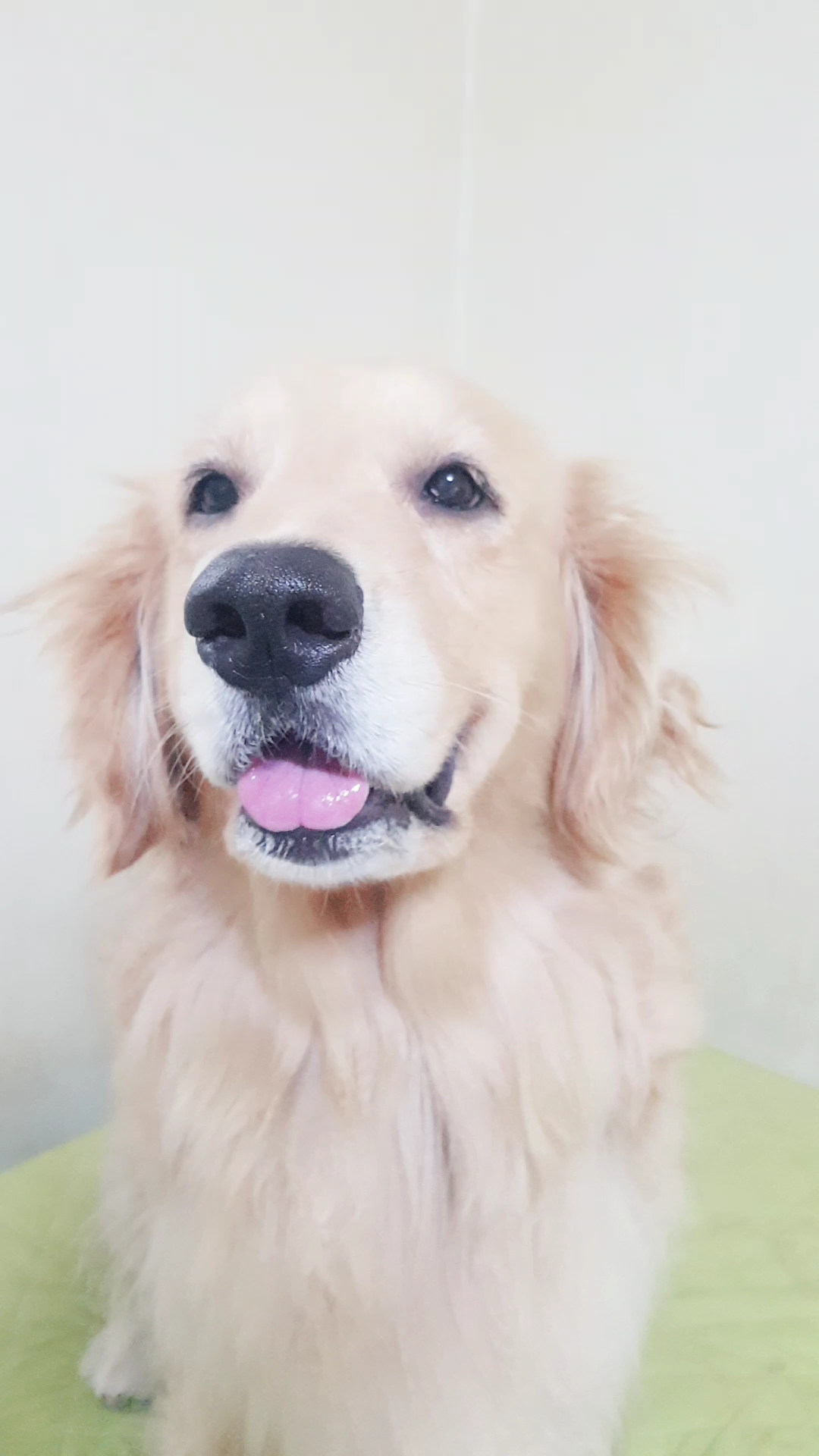 懂了,启动黎明萌宠计划!@大衣猫の钢爪