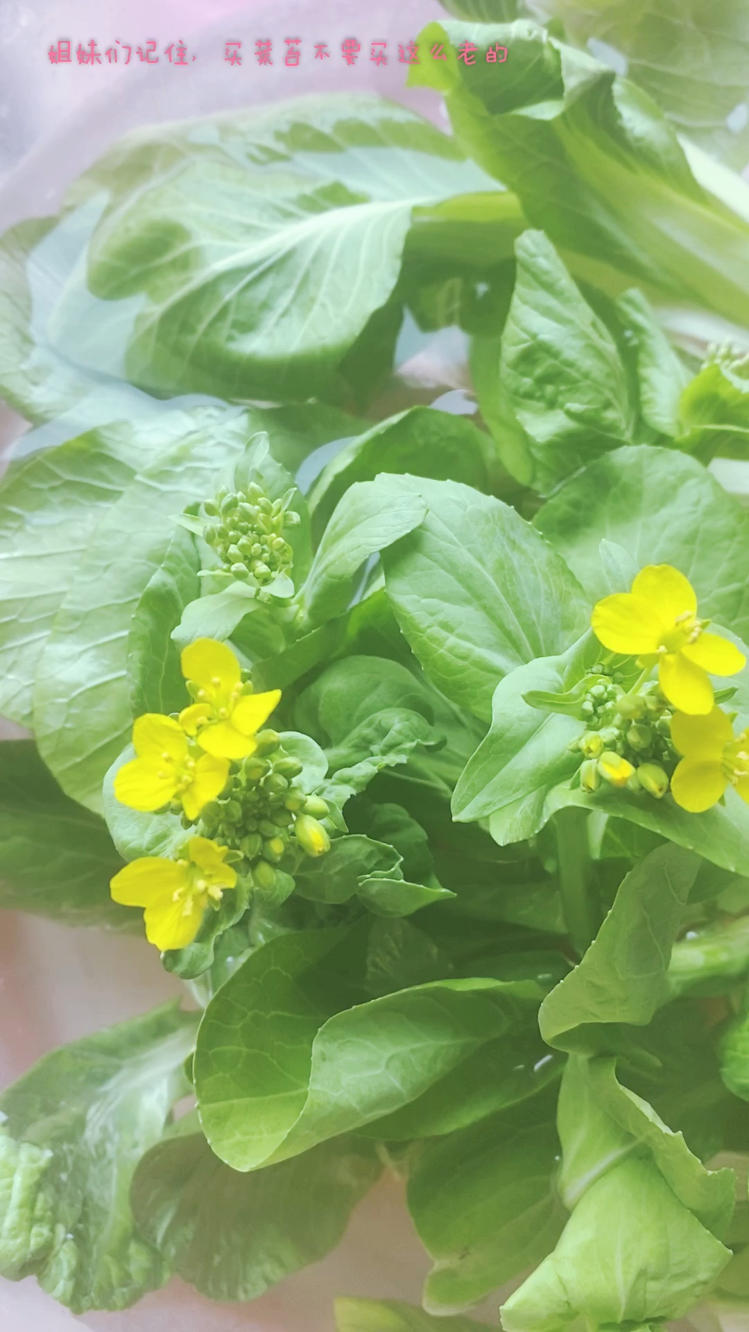 情人节菜苔花图片