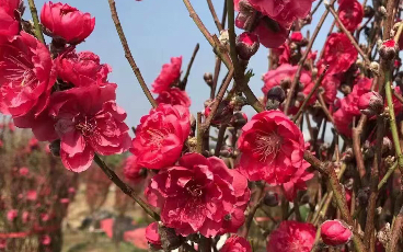 [图]花花世界2 一树桃花满庭春，又寓意大展宏图，又又单身狗想行桃花运，来行花市，记得买桃花啦