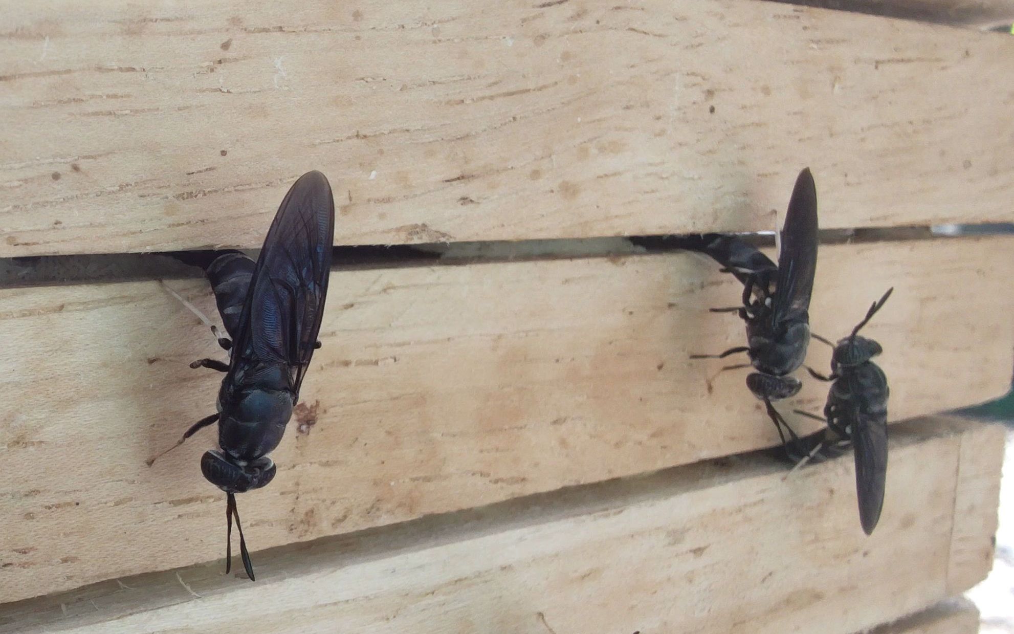 黑水虻产卵特写