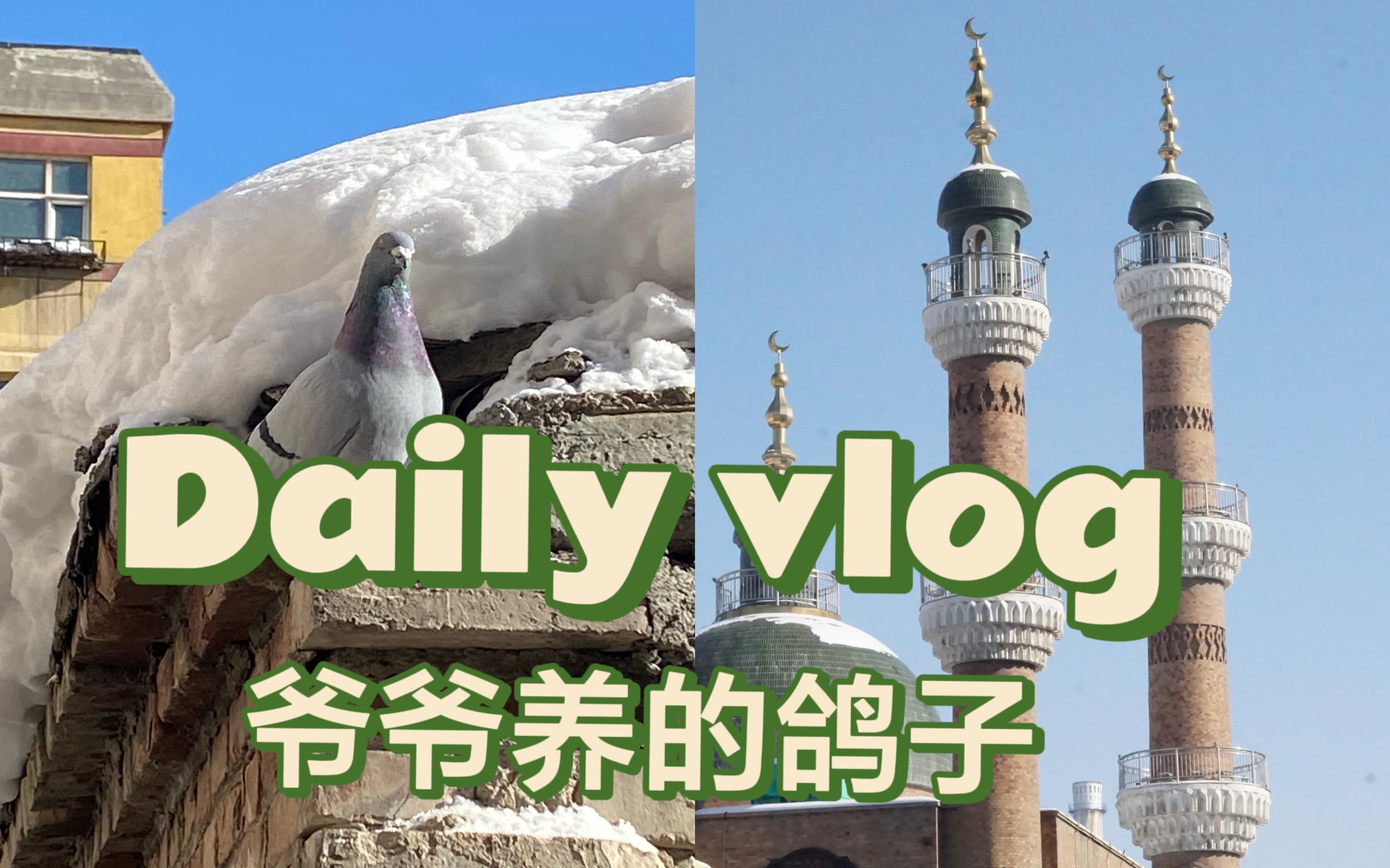 Vlog058 爷爷养的鸽子|新疆之行06哔哩哔哩bilibili