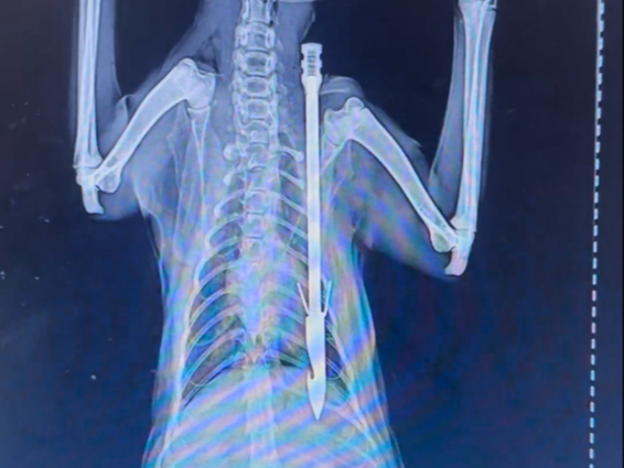 被射了一箭的小灰