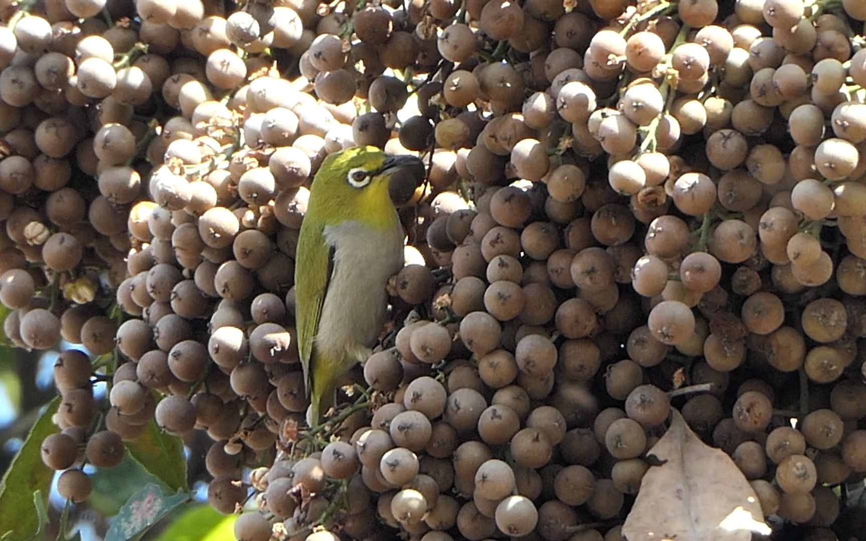绣眼鸟在吃果子