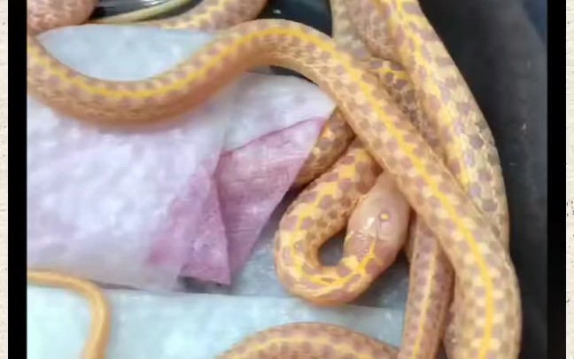 白化格子束带蛇,不吃老鼠,吃鱼的蛇哦