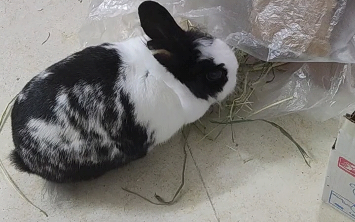 大肥兔刚进被窝又跑出来吃饭