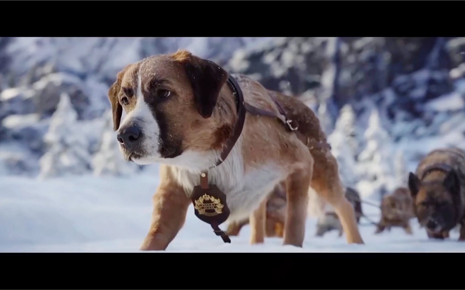 恕我直言,我不如狗!_哔哩哔哩_bilibili