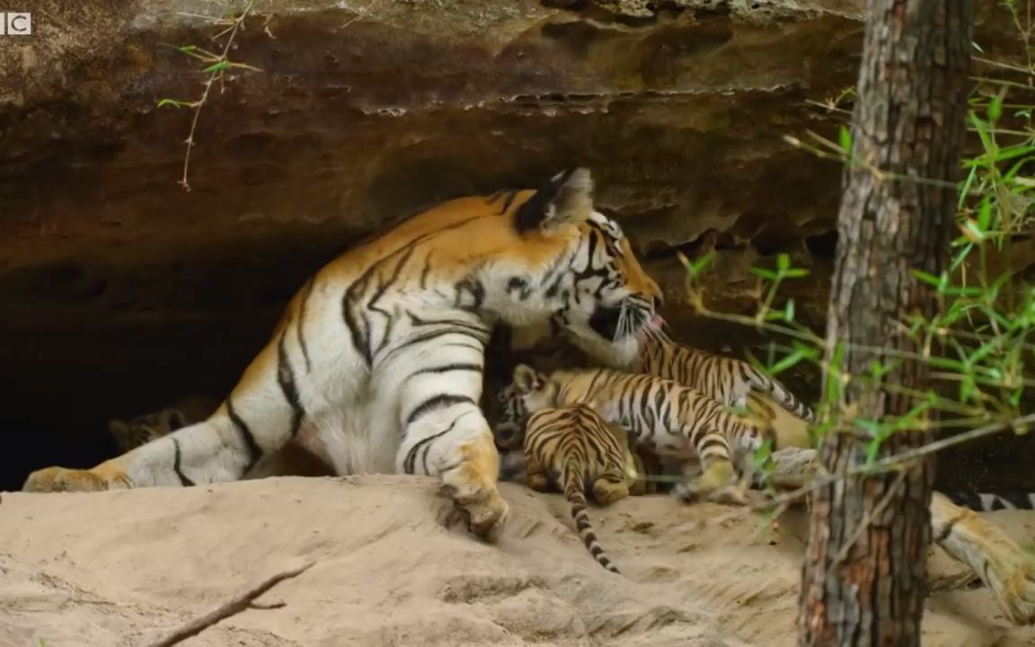 [图]【有趣的大猫】 可爱的小老虎玩耍