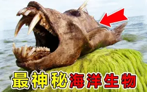 Descargar video: 马里亚纳海沟“最罕见”的10大生物，生活在8000米海底