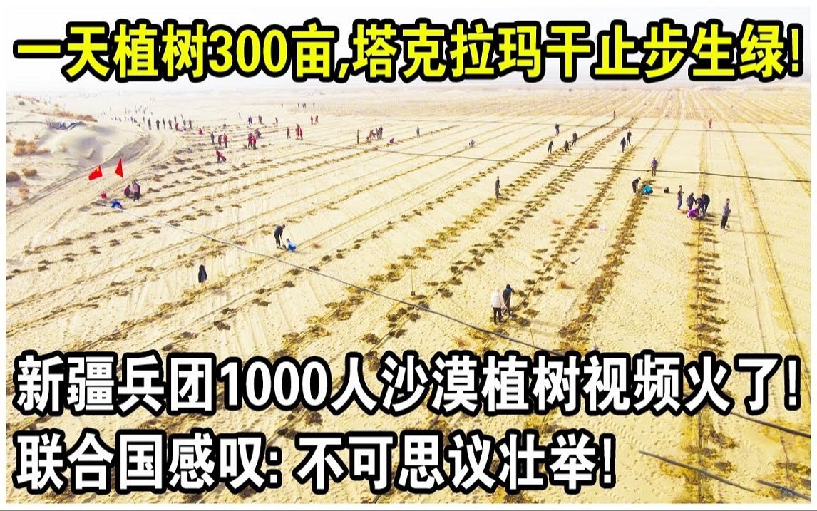 一天种树300亩,塔克拉玛干沙漠止步生绿! 新疆兵团1000人沙漠植树视频火了!哔哩哔哩bilibili