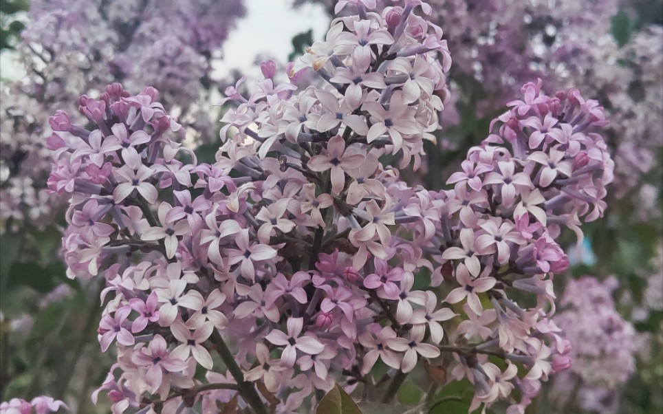 [图]丁香花，好香啊