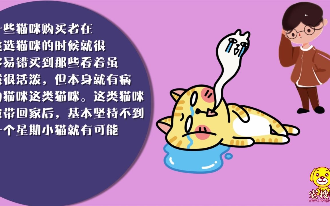 星期猫是什么意思哔哩哔哩bilibili