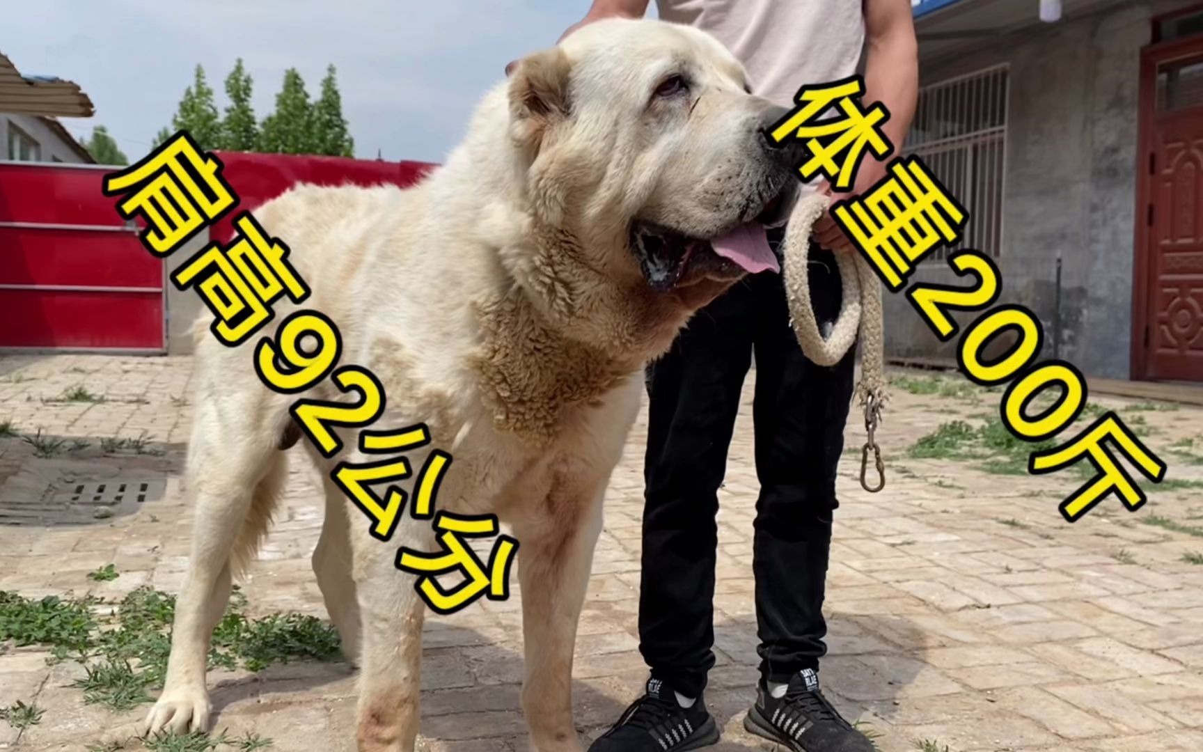 冒雨前往德州帮粉丝看中亚,中亚种公体重将近200斤肩高超过92公分,太