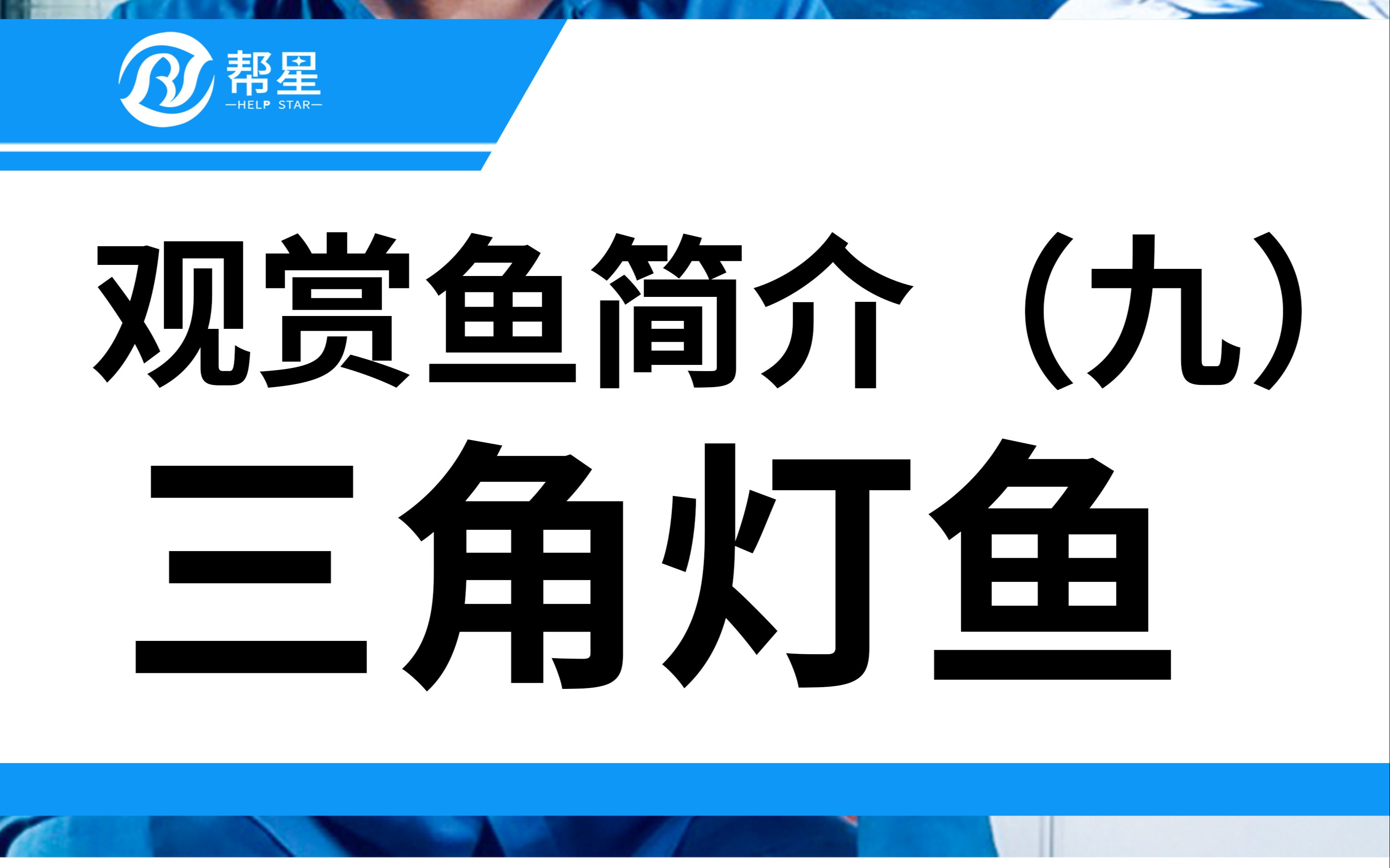 三角灯草缸群游观赏鱼首选之一热带观赏鱼灯科鱼哔哩哔哩bilibili