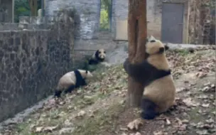 Скачать видео: 大熊猫花露水一家大混战-11月26日下午，青露躲树后假装看不到她，青花助跑俯冲向盼青，盼青一打二，现场火爆