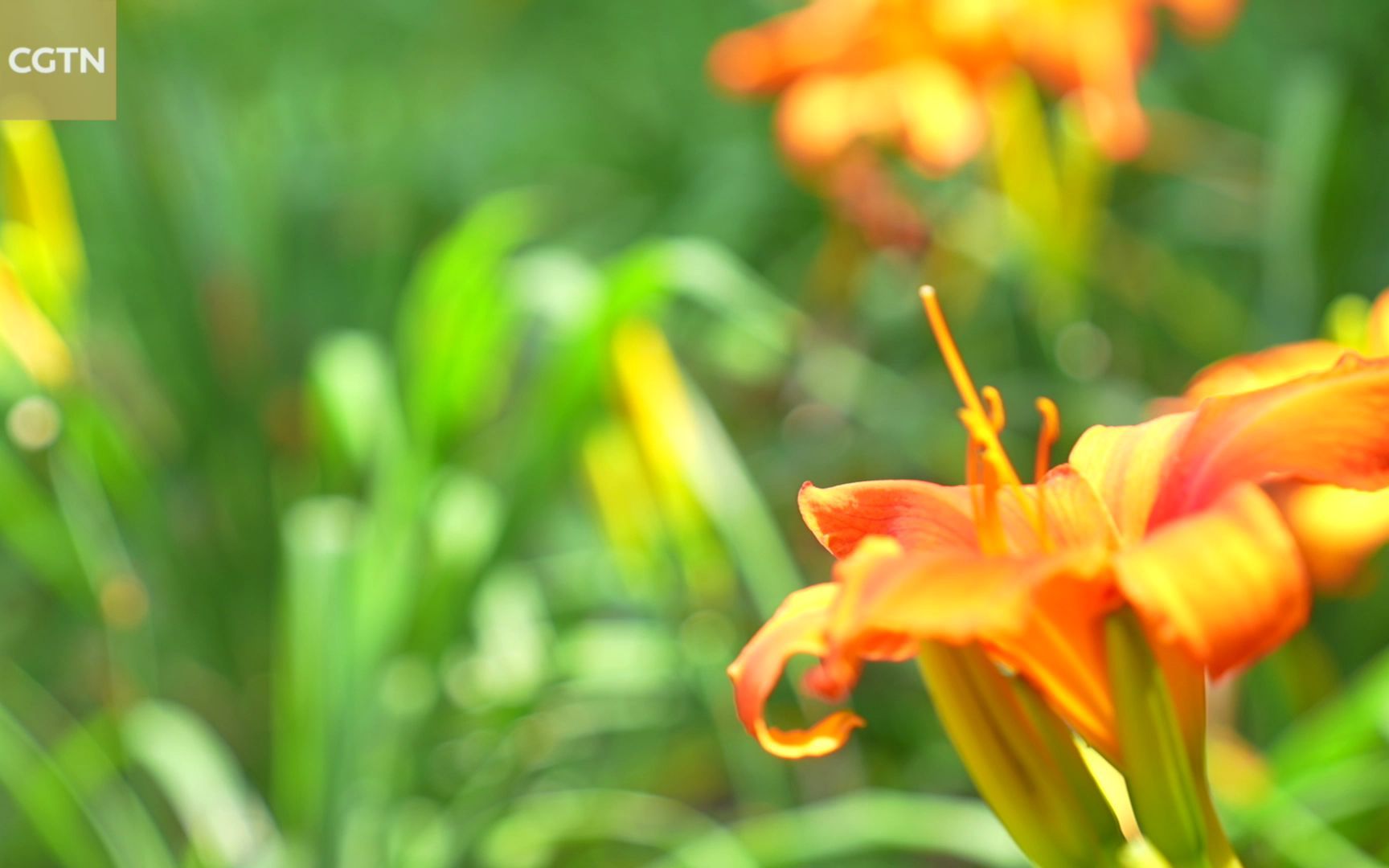 [图]一起来欣赏国家植物园里的夏日花朵！