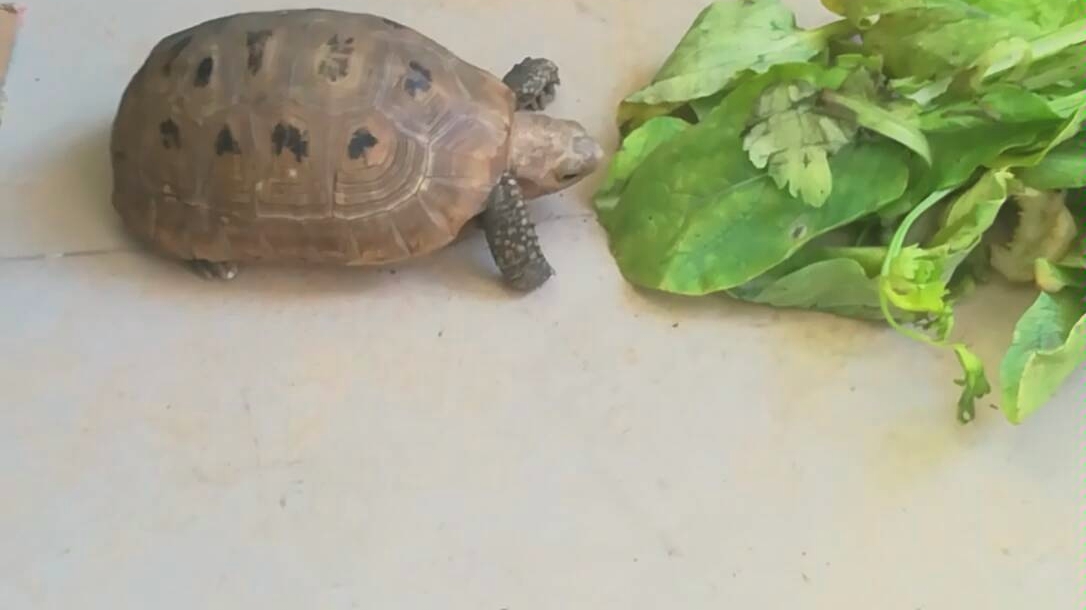 吃菜龟