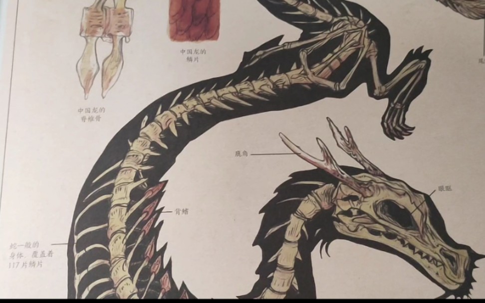 《中西方龙体差异对比报告(附龙骨全图)》_哔哩哔哩 (゜-゜)つロ 干杯