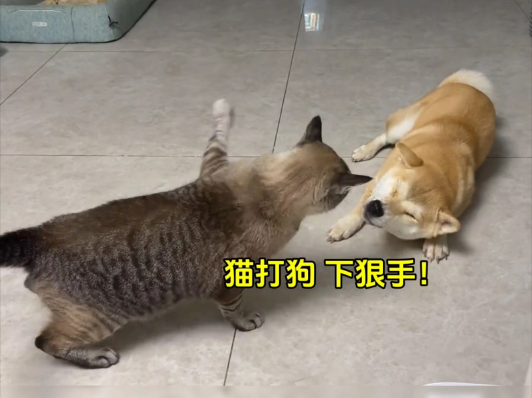 猫咪打狗,下手是真狠!