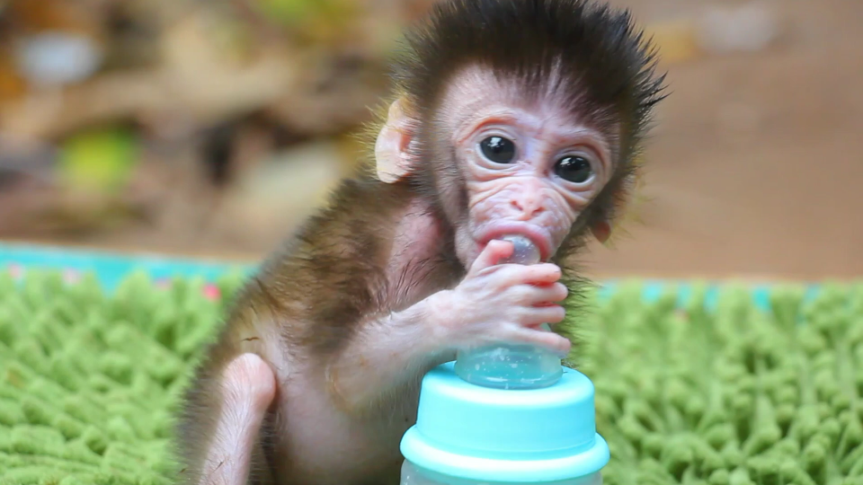 小猴吃奶图片