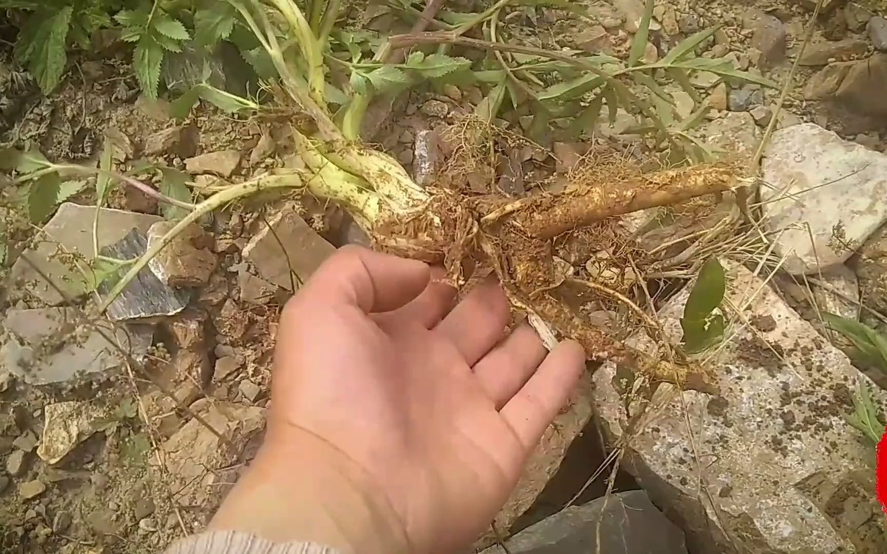 这么大的野生白芷太少了,叶子像羌活和独活,根白如萝卜