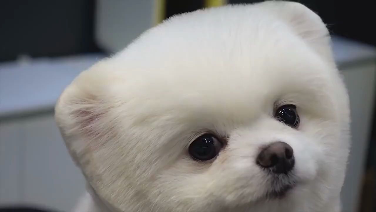 乖巧狗狗在线理毛 这圆圆的小脑袋 小眼睛 太可爱了吧