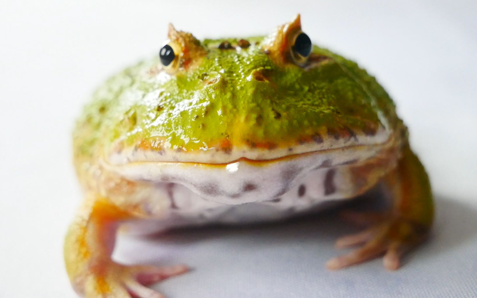 活动作品蠢到没朋友的小角蛙要怎么养超萌大嘴怪吞鱼