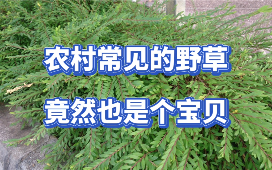 民间俗称“养肝草”,过去没人要,如今大家抢着要,见到别错过哔哩哔哩bilibili