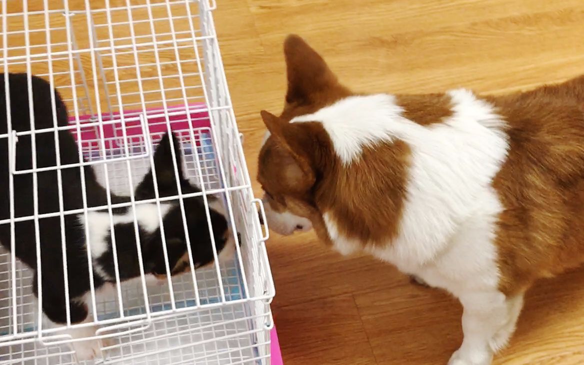 柯基宝宝miko到了新家,想给duby一个惊喜,duby:你们果然在外面有别的