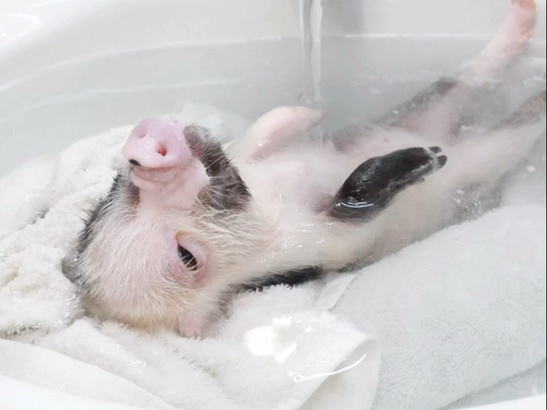 小猪猪泡热水澡