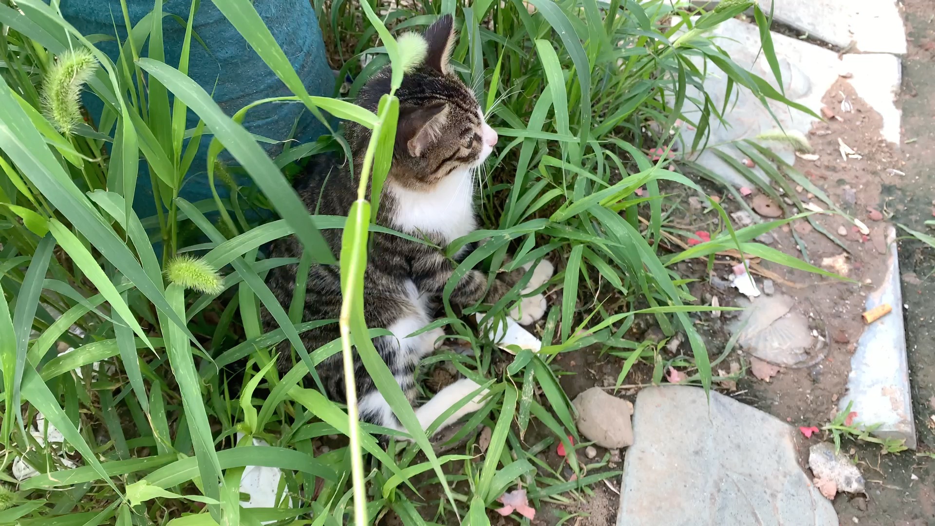 卷尾猫猫!_哔哩哔哩_bilibili