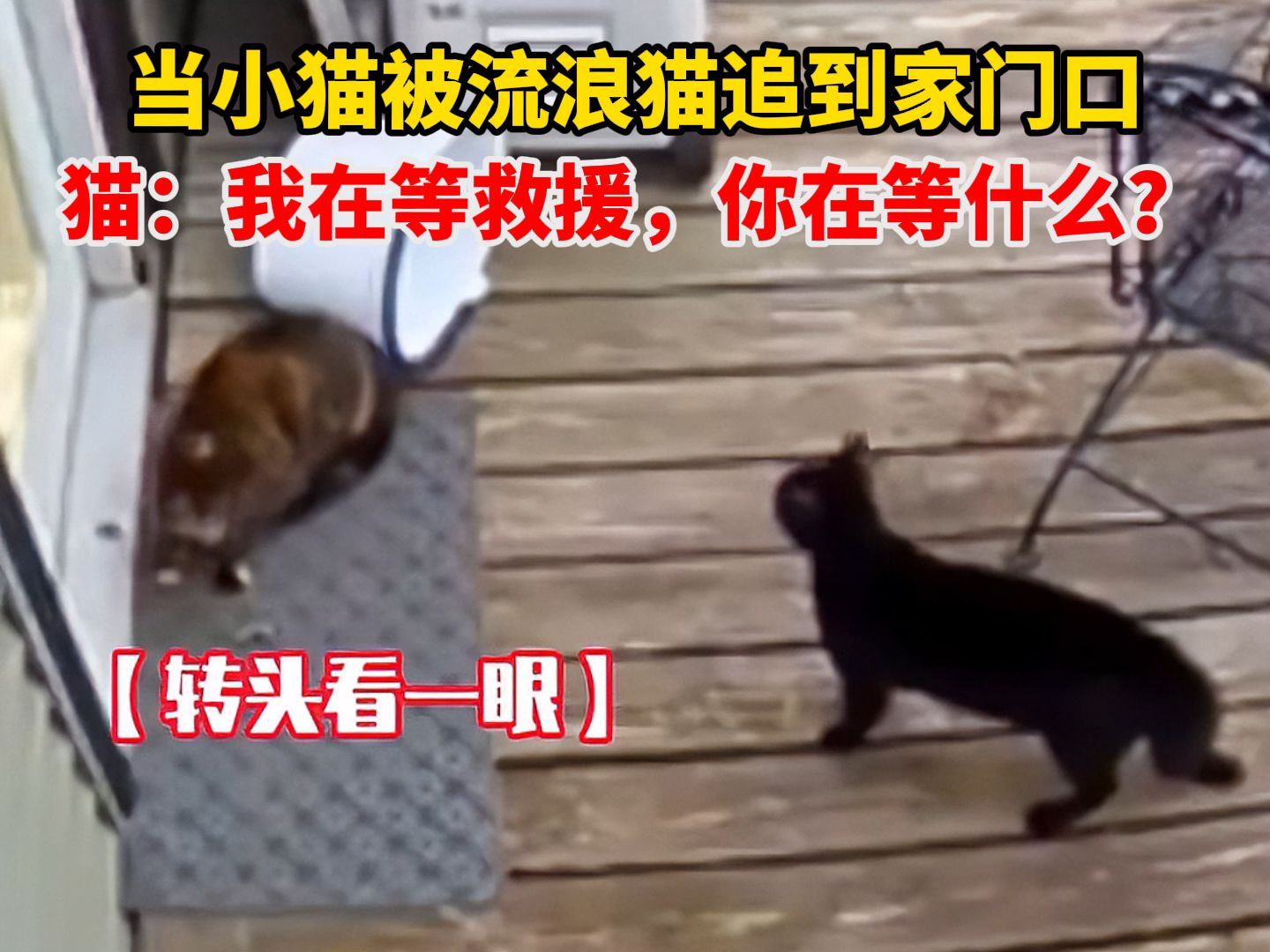 当小猫被流浪猫追到家门口,猫:我在等救援,你在等什么?下一秒冲出一辆玉米加农炮哔哩哔哩bilibili