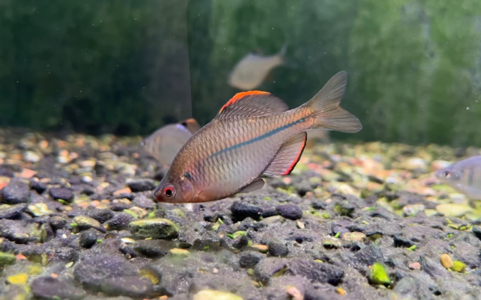 挑战全网最漂亮方氏鳑鲏