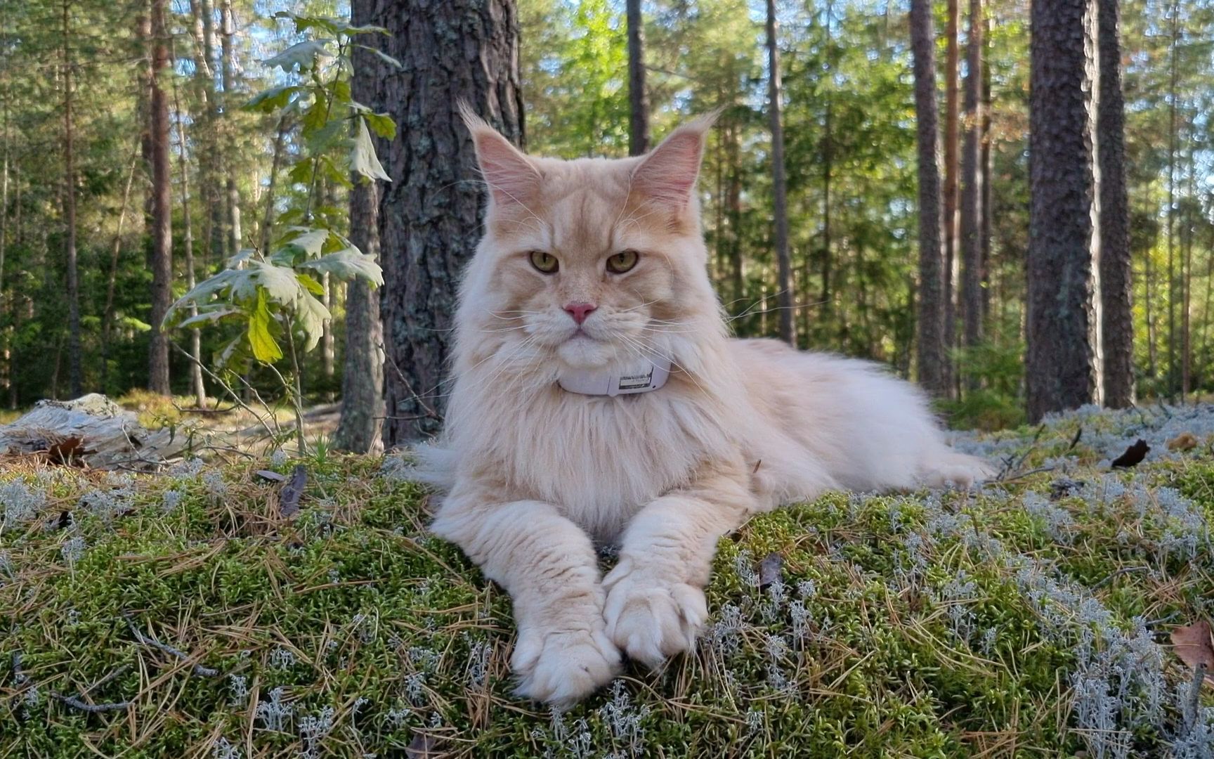 【缅因猫】巴斯特王夺取森林王座!