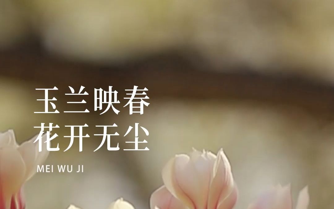 玉兰映春,花开无尘.万物随春醒,美好可期;玉兰迎春暖,且行且惜.哔哩哔哩bilibili