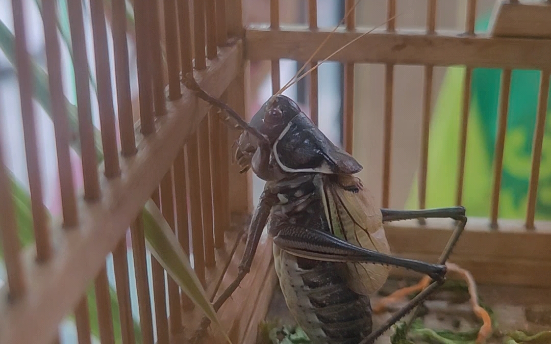 怀念一下夏天的蟋蟀05
