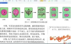 Download Video: 细胞的增殖（三）