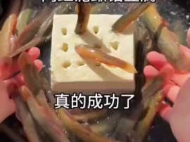 传统美食泥鳅钻豆腐,看着神奇又好玩,今天也来复刻一下!哔哩哔哩bilibili