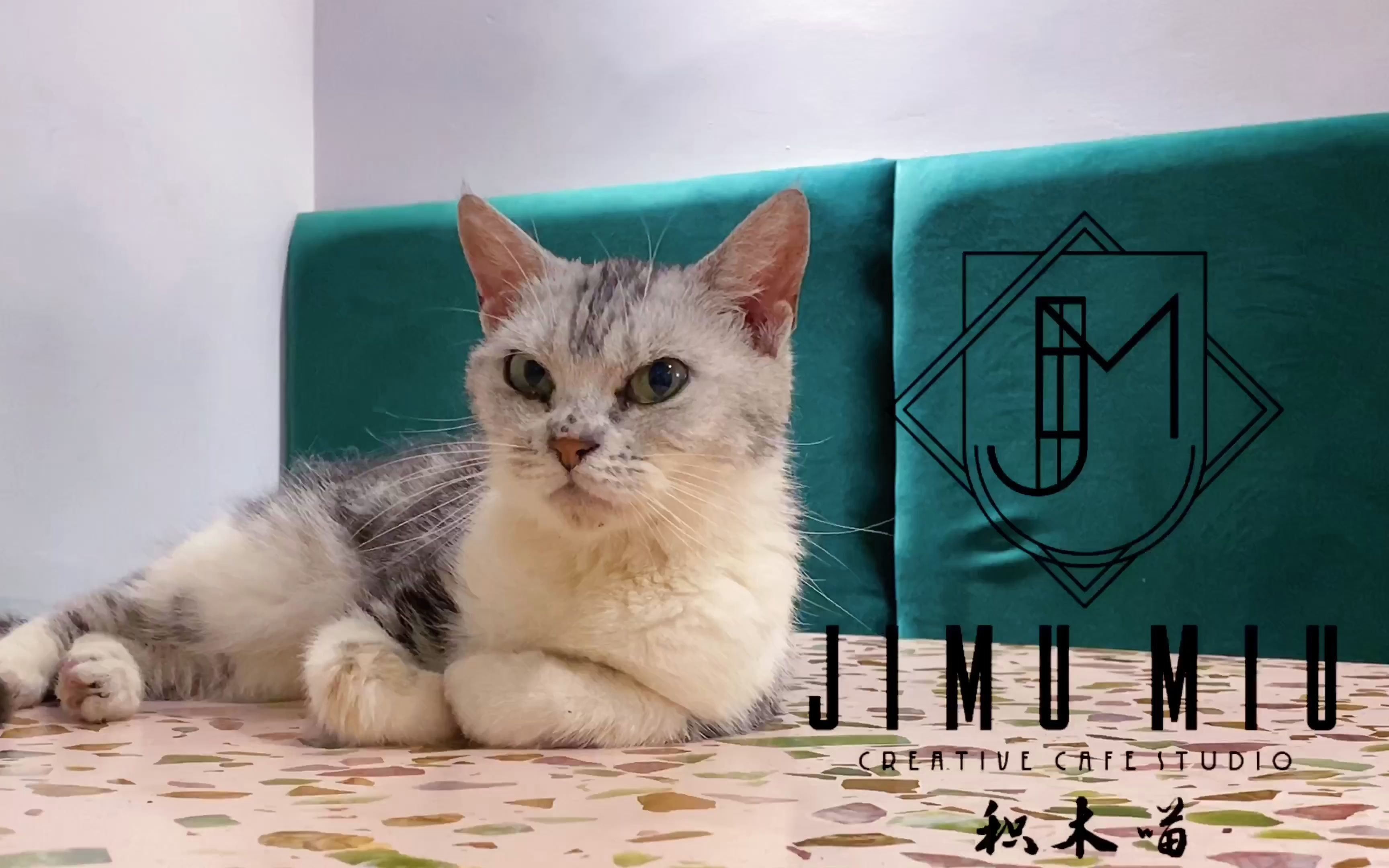 【自制课程作业】zju紫金港校区北街积木喵咖啡广告