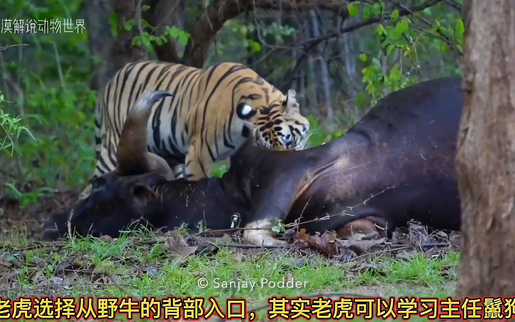 [图]老虎啃食野牛大餐，牛皮嚼劲十足啊！