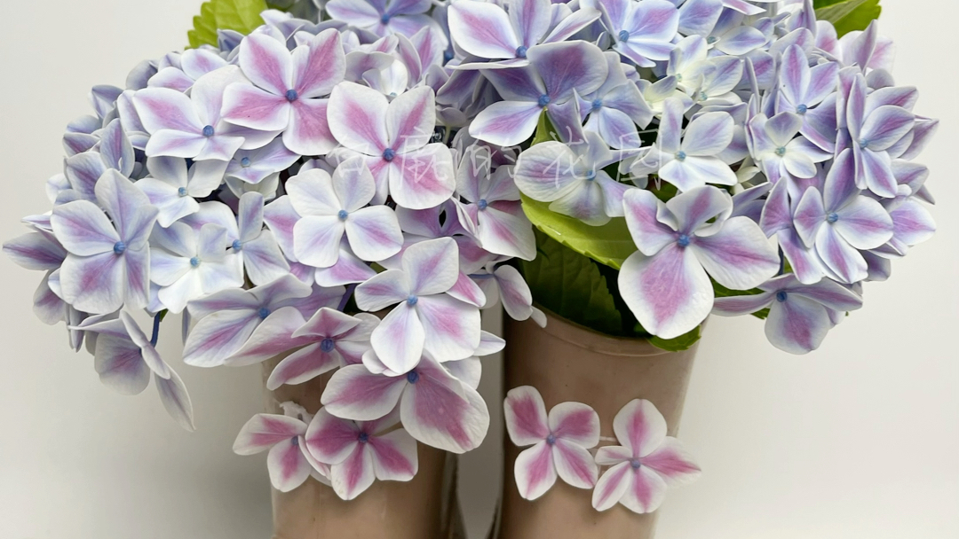 绣球薄荷拇指非常适合新手种植花球大抗病性好养护非常有成就感