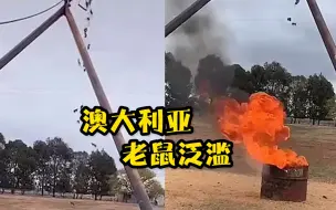 Download Video: 泛滥成灾！澳大利亚一农民在谷物传送机下放火桶，将老鼠赶入烧死